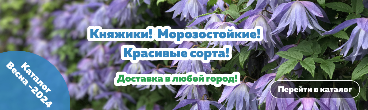 княжики 2024