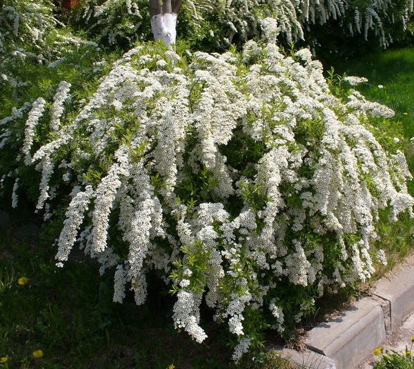 Спирея серая: Грефшейм. Питомник Омский Садовод.